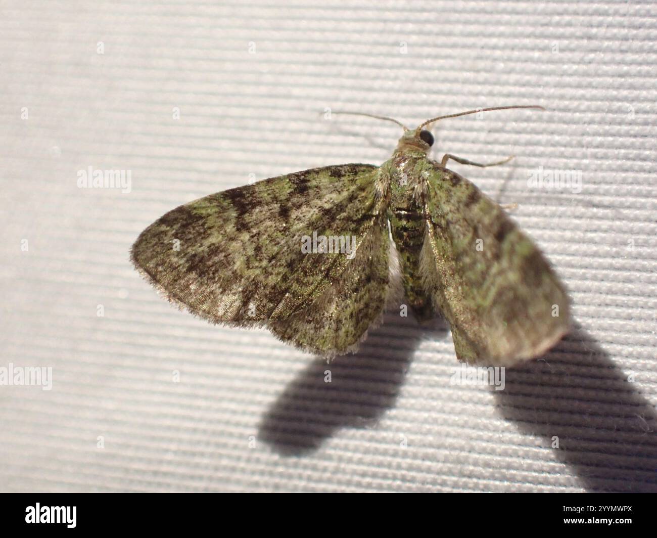 Grüner Mops (Pasiphila rectangulata) Stockfoto