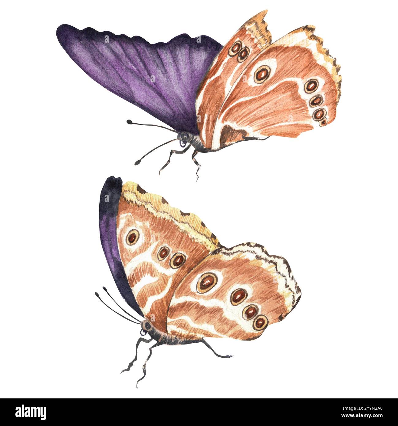 Violette exotische Schmetterlinge. Große tropische Schmetterlinge mit geschlossenen Flügeln. Vintage-Designelemente. Clipart. Handgezeichnete Aquarellillustration. Stockfoto