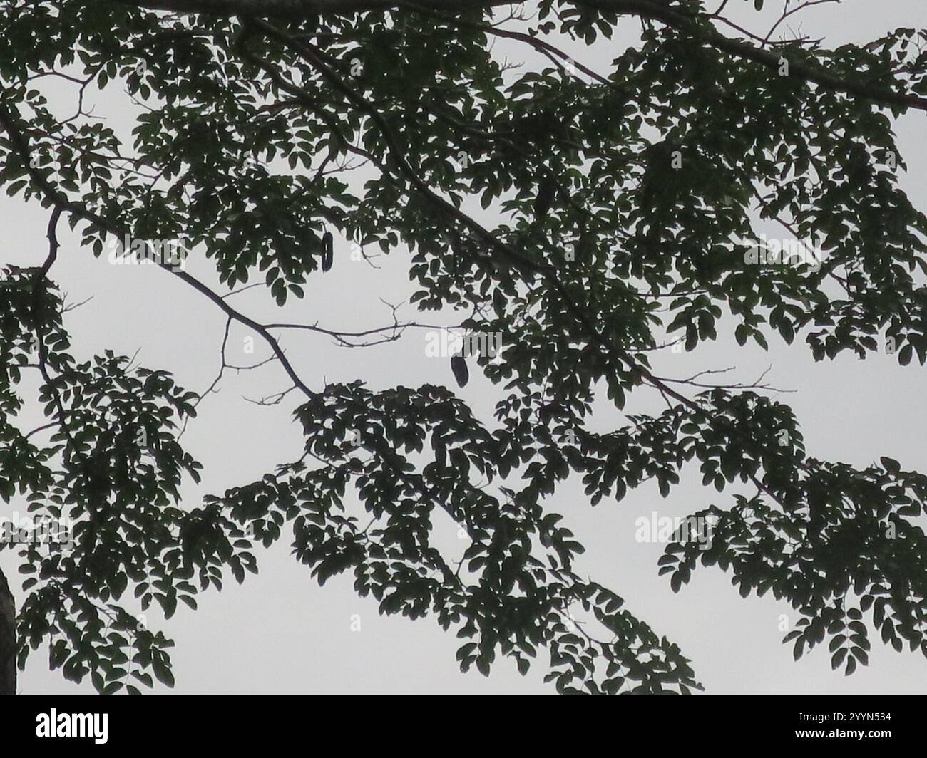 Afrikanisches Mahagoni (Afzelia africana) Stockfoto