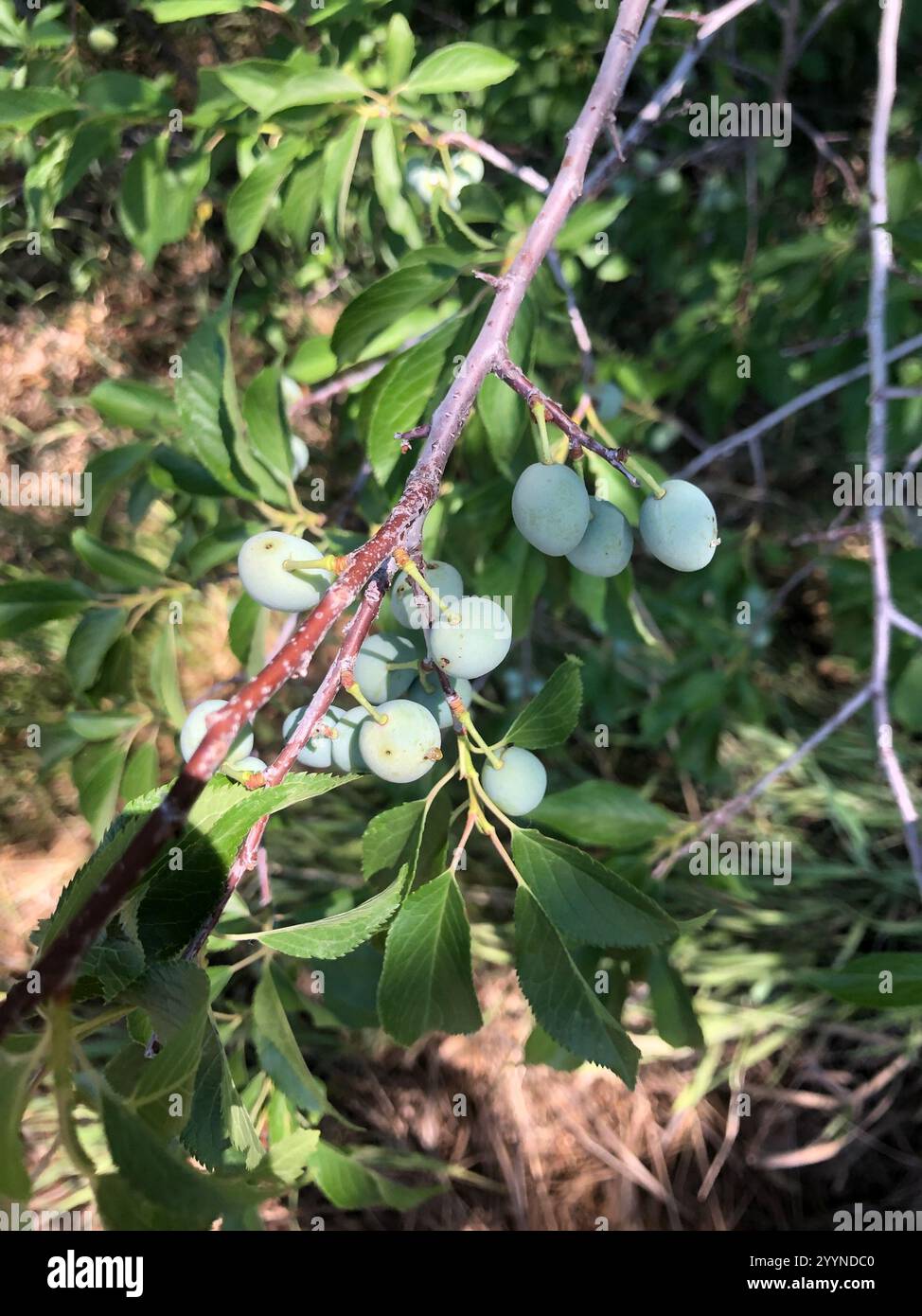 Amerikanische Pflaume (Prunus americana) Stockfoto