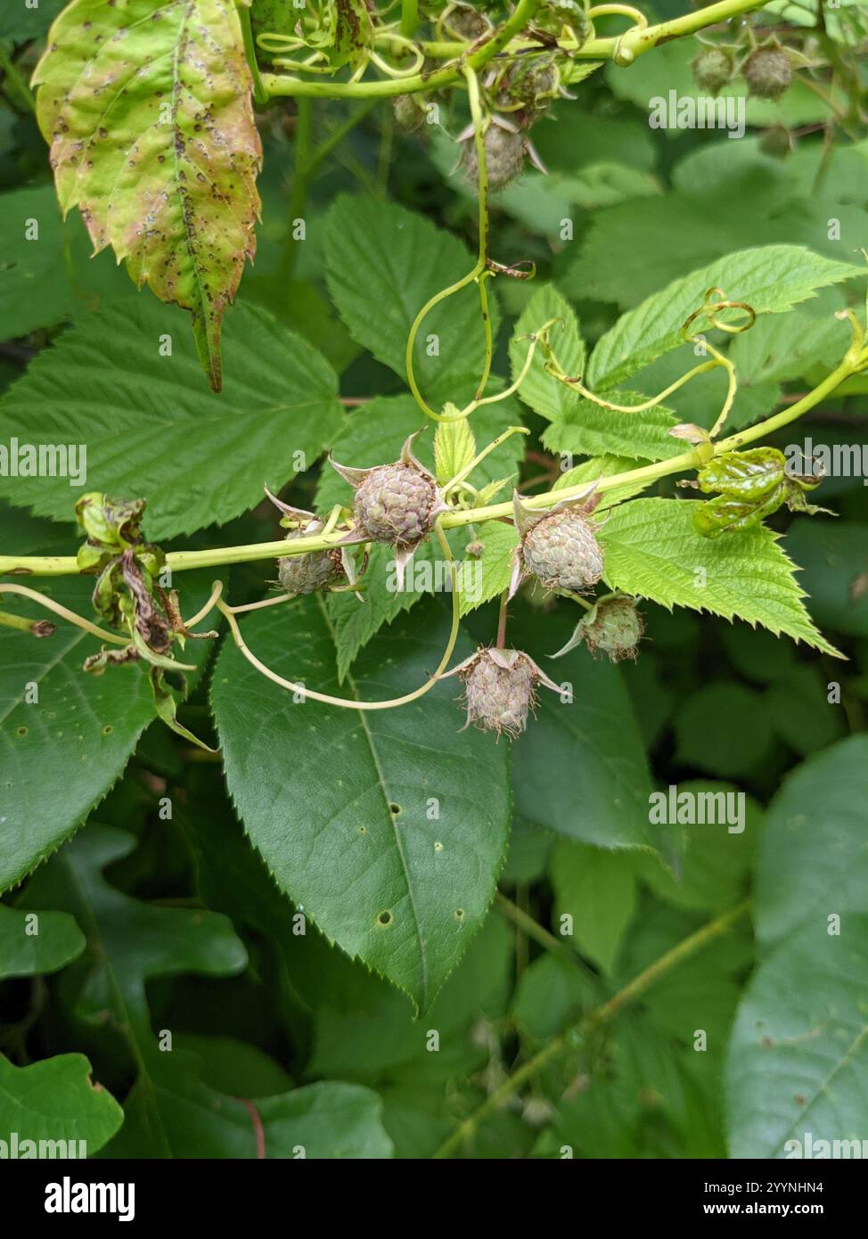 Allegheny blackberry (Rubus allegheniensis) Stockfoto