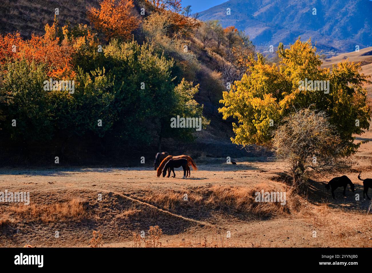 Herbstlandschaft im Aksy District, Kirgisistan: Pferde, die auf einem Feld grasen, bunte Bäume, Berge vor klarem Himmel. Stockfoto