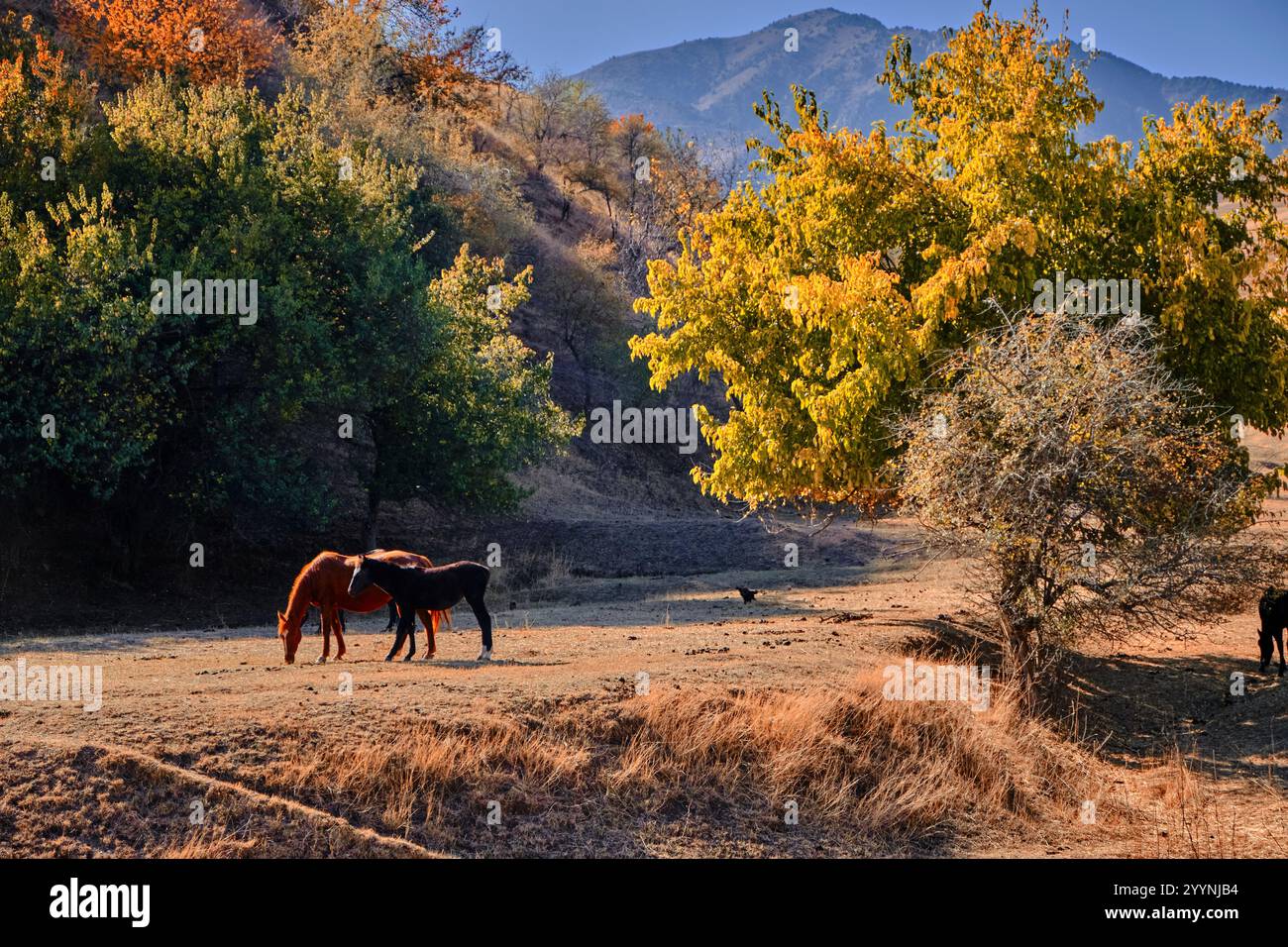 Herbstlandschaft im Aksy District, Kirgisistan: Pferde, die auf einem Feld grasen, bunte Bäume, Berge vor klarem Himmel. Stockfoto