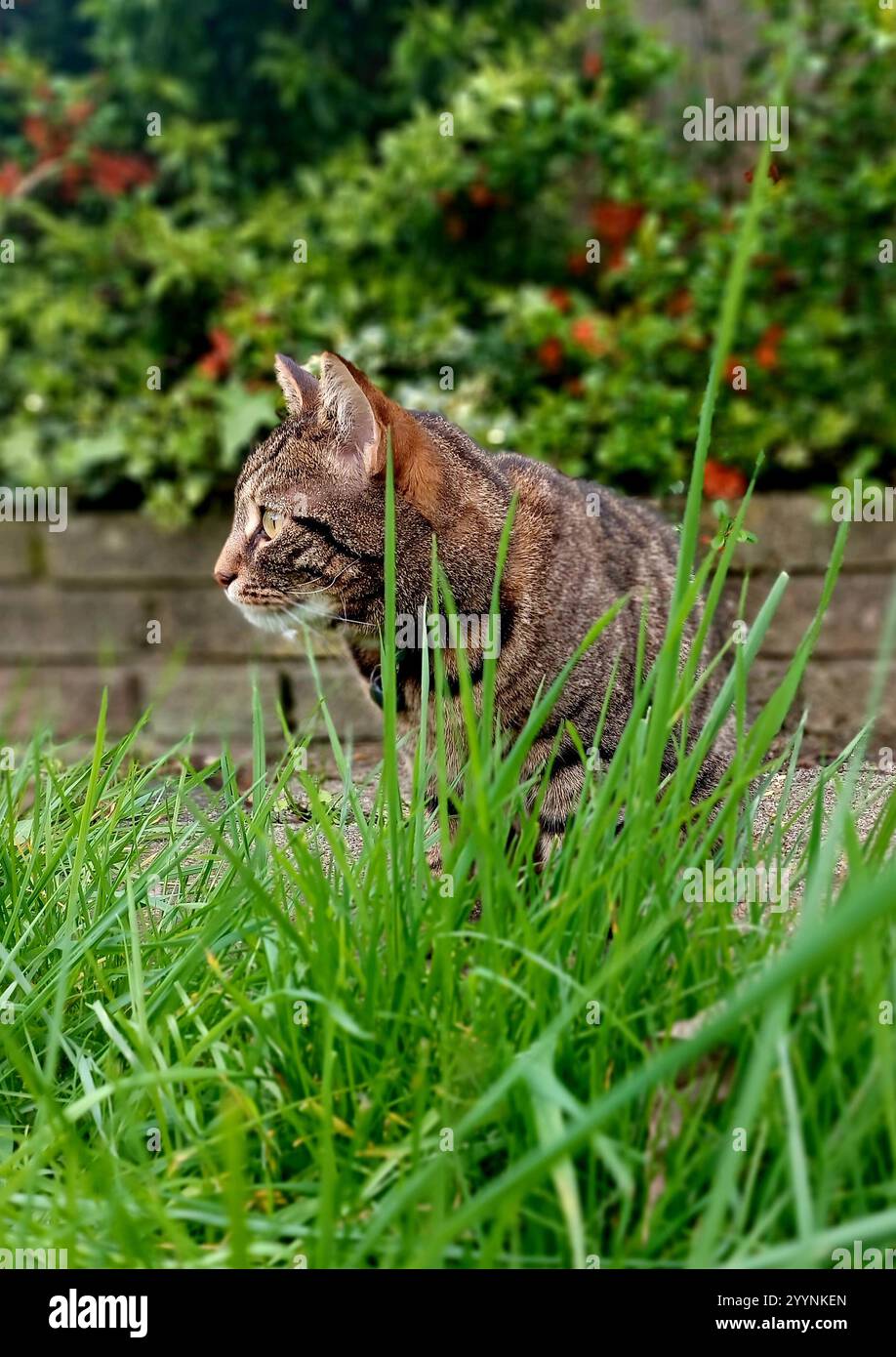 Tabby Katze Gras Stockfoto