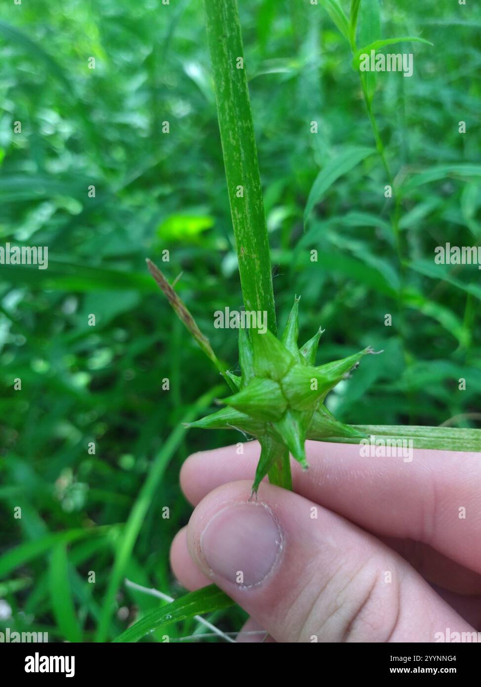 Gray's Segge (Carex gryi) Stockfoto