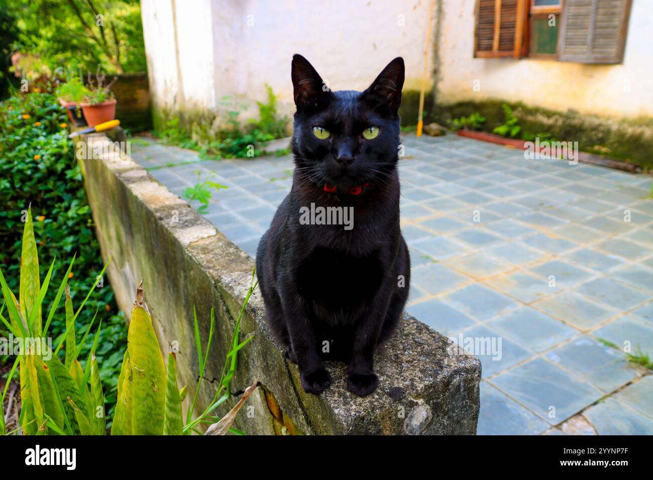 Schwarze Katze mit grünen Augen auf einem Steinvorsprung in einem rustikalen Hinterhof, mit rotem Kragen, umgeben von Pflanzen und Fliesen Stockfoto