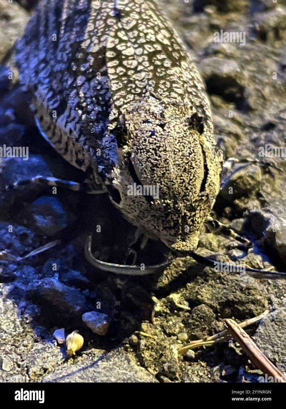 Carpenterworm Motte (Prionoxystus robiniae) Stockfoto