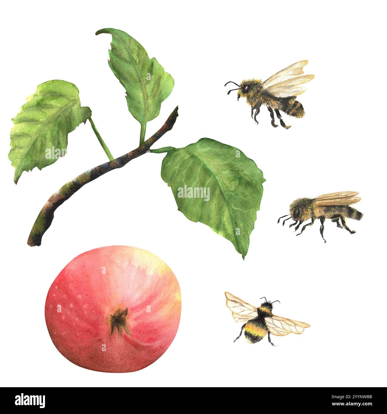 Ein Bündel von Illustrationen - ein Apfel, Apfelbaumzweig mit grünen Blättern, Honigbienen. Handgezeichnete Aquarellillustration. Gartenklipart in Aquarellfarben Stockfoto