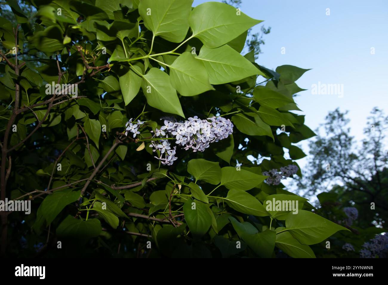 Frühlingshintergrund: Fliederblüten unter den Blättern Stockfoto