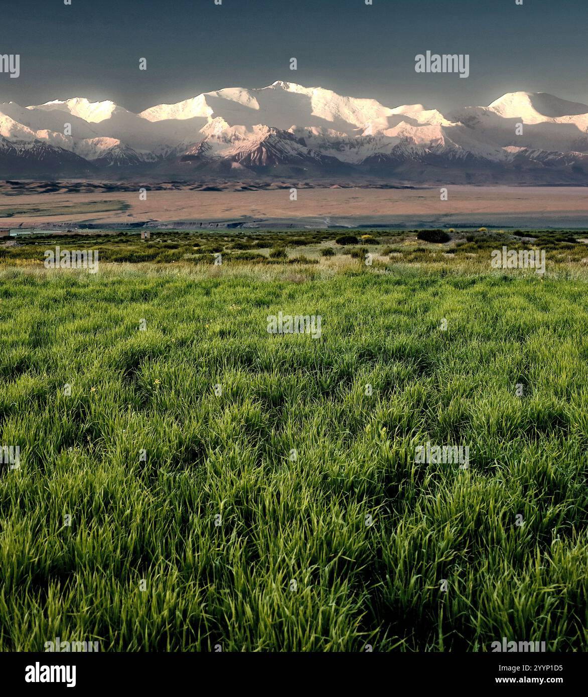 Der schneebedeckte Lenin Peak erhebt sich majestätisch über den sanften Hügeln und Weiden des Alay District in Kirgisistan Stockfoto