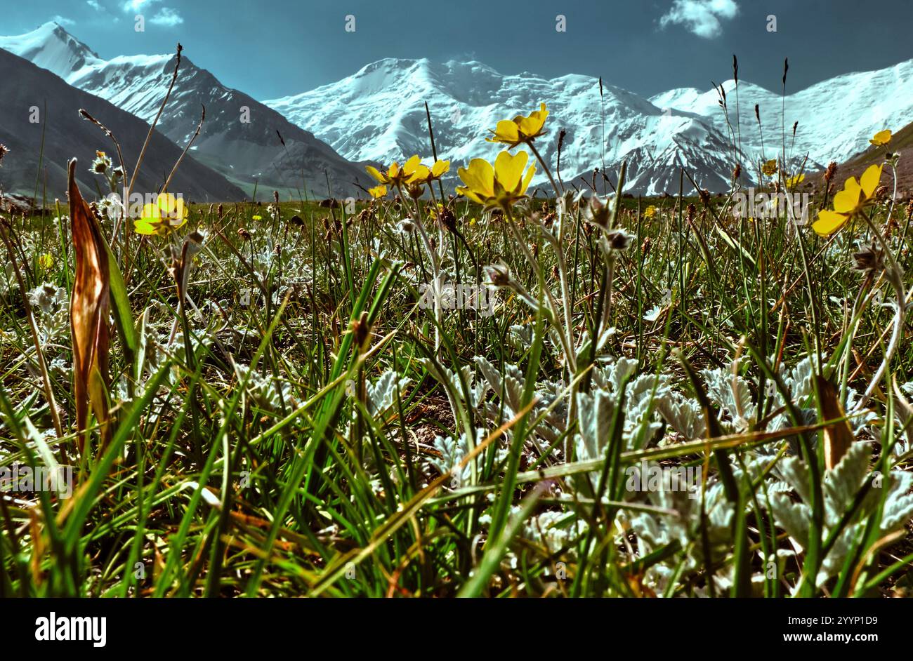 Der schneebedeckte Lenin Peak erhebt sich majestätisch über den sanften Hügeln und Weiden des Alay District in Kirgisistan Stockfoto