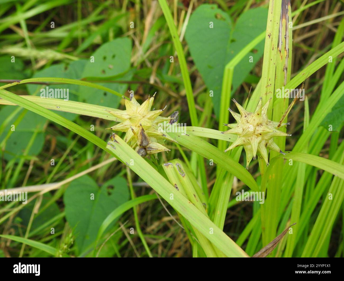 Gray's Segge (Carex gryi) Stockfoto
