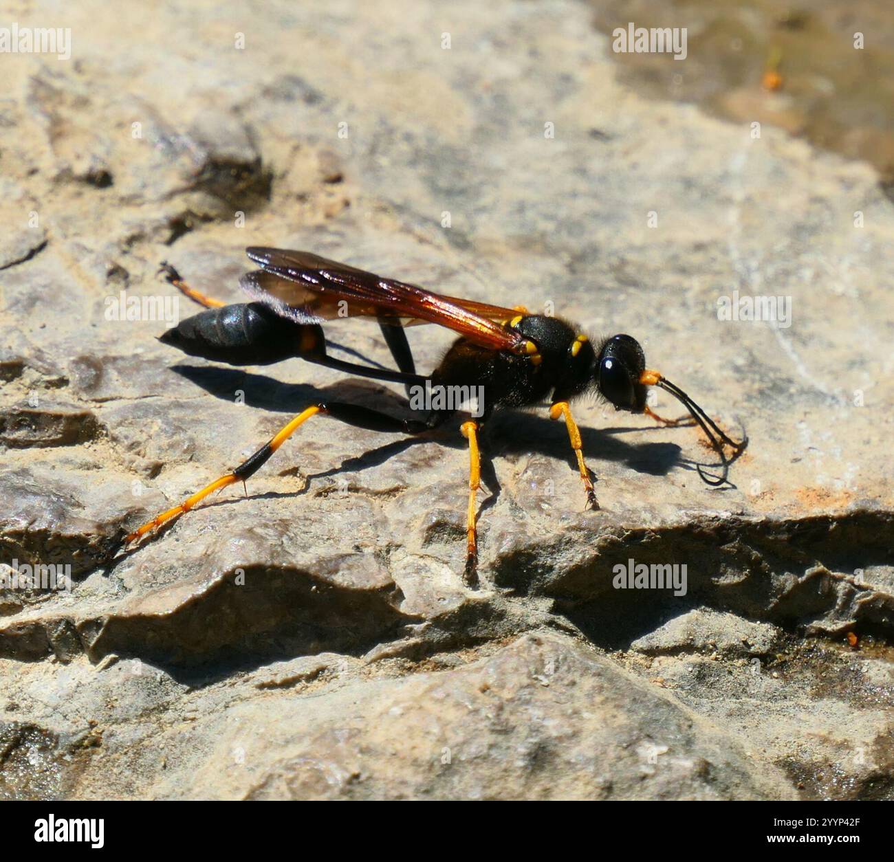 Gelbbeinige Schlamm-Dauber-Wasp (Sceliphron caementarium) Stockfoto