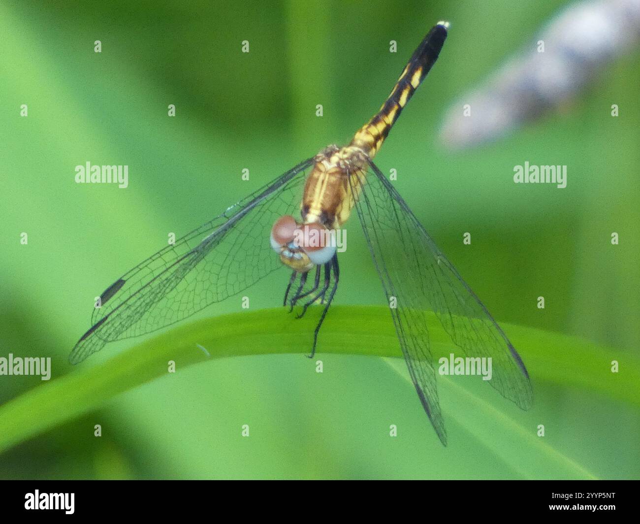 Little Blue Dragonlet (Erythrodiplax minuscula) Stockfoto