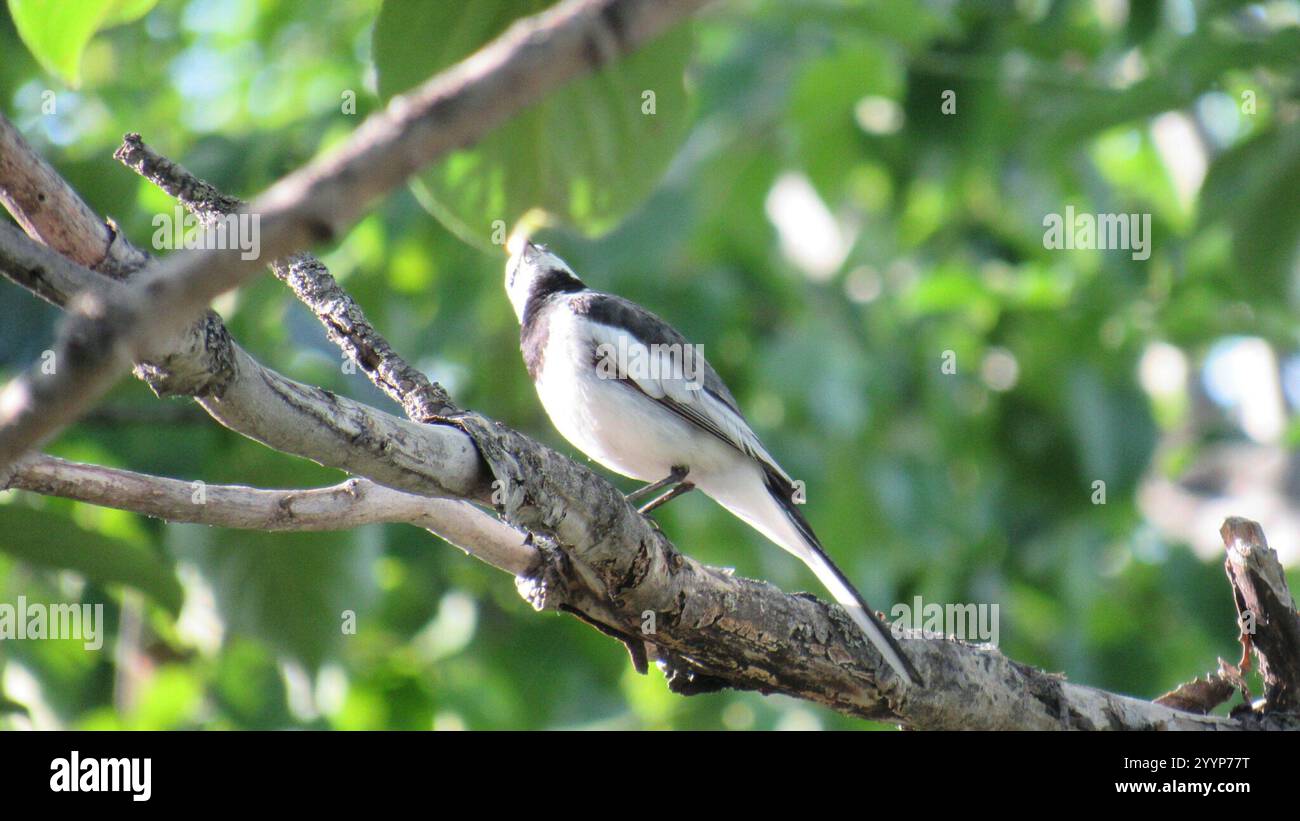 Schwarz hinterlegter Wagtail (Motacilla alba lugens) Stockfoto