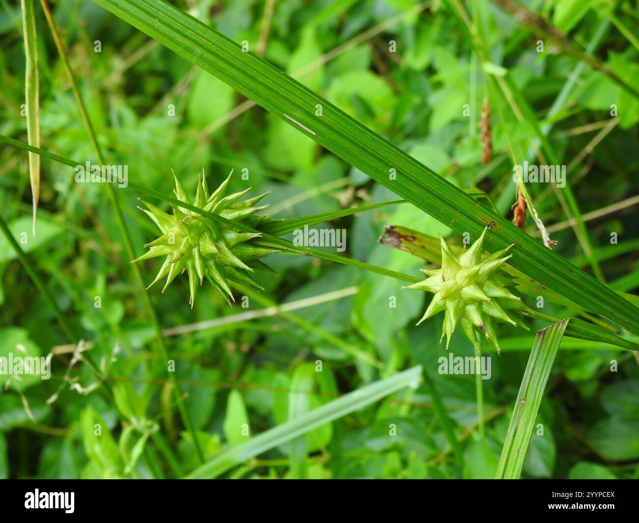 Gray's Segge (Carex gryi) Stockfoto