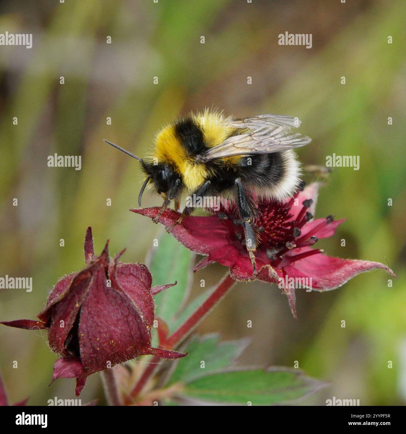 Heide Hummel (Bombus jonellus) Stockfoto