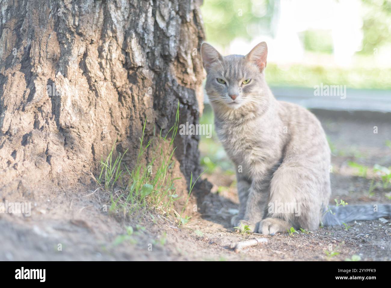 Eine obdachlose Katze sitzt im Sommer auf der Straße neben einem Baum. Charmante graue Tabbykatze im Park draußen. Stockfoto