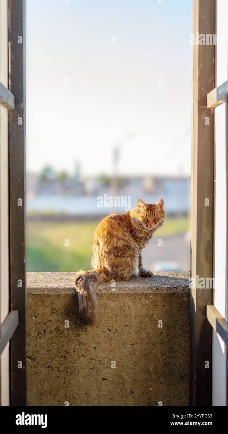 Obdachloses Tier. Streunendes Tier. Eine flauschige Katze sitzt auf einem Betonzaun zwischen den Wänden. Das Problem der obdachlosen Tiere. Stockfoto