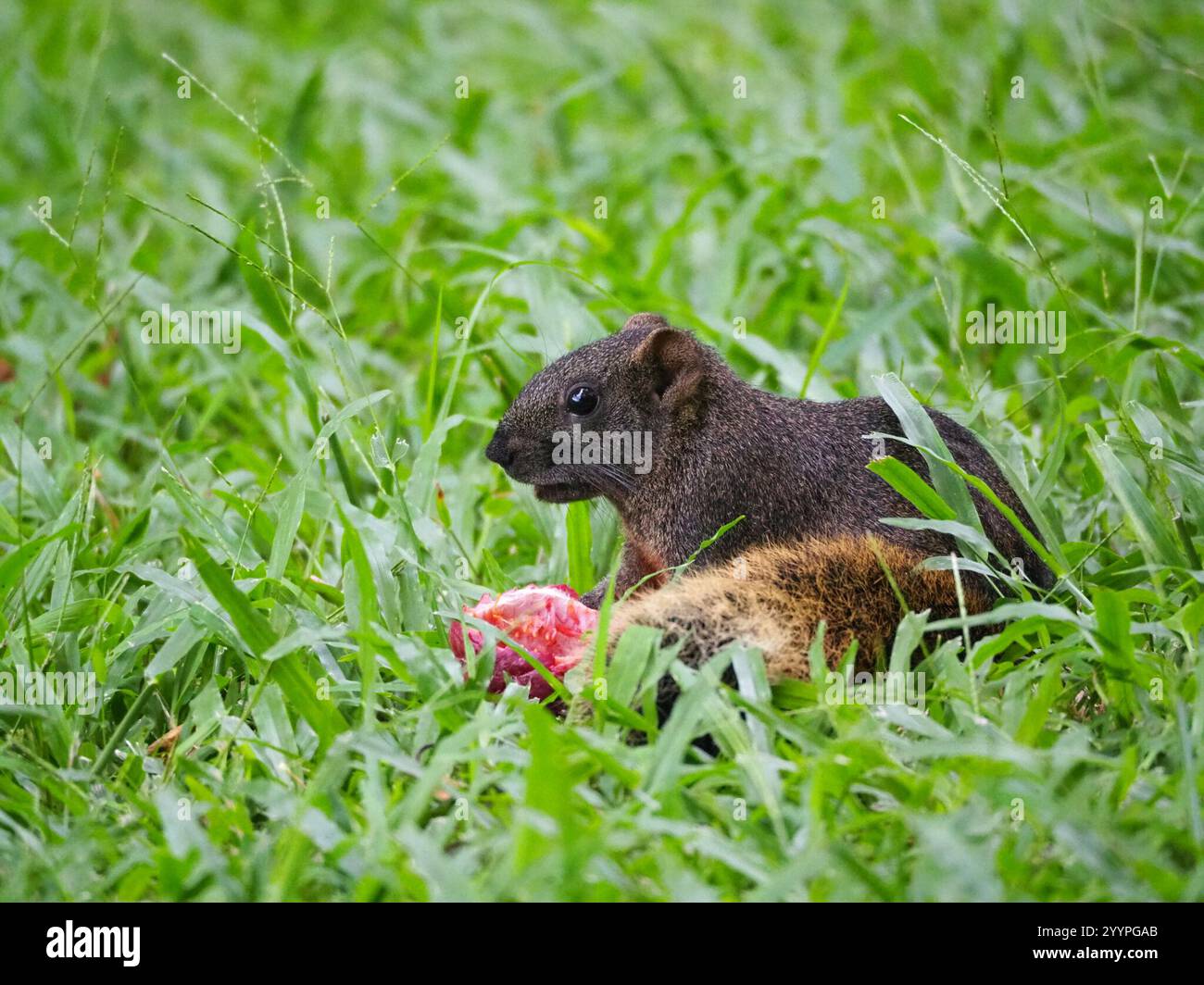 Taiwan Eichhörnchen (Callosciurus erythraeus thaiwanensis) Stockfoto