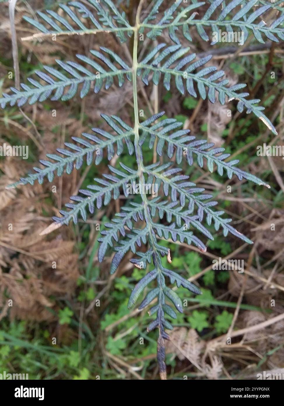 Austral Bracken (Pteridium esculentum) Stockfoto