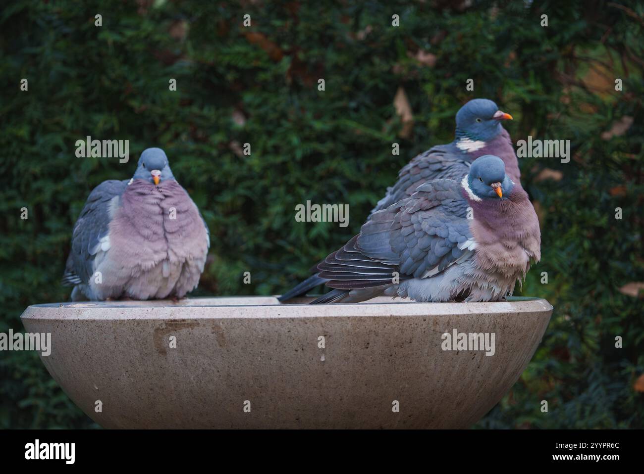 Im Winter hockten Tauben auf Stone Birdbath im London Park Stockfoto