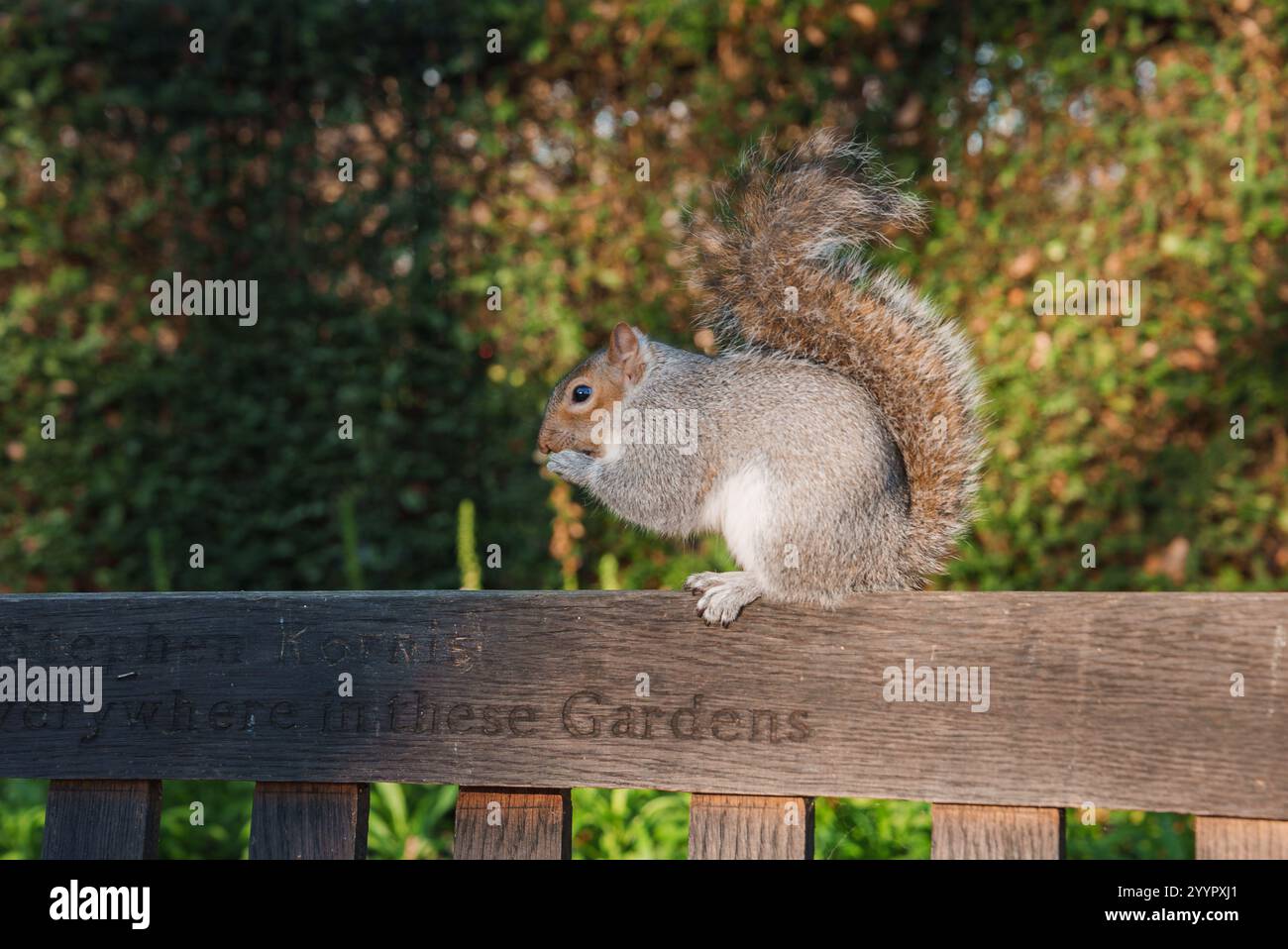 Ein graues Eichhörnchen thront auf einer Holzbank in einem üppigen Londoner Garten, umgeben von Grün. Die Bank ist mit einer Inschrift versehen, die einen Hauch von Histor verleiht Stockfoto