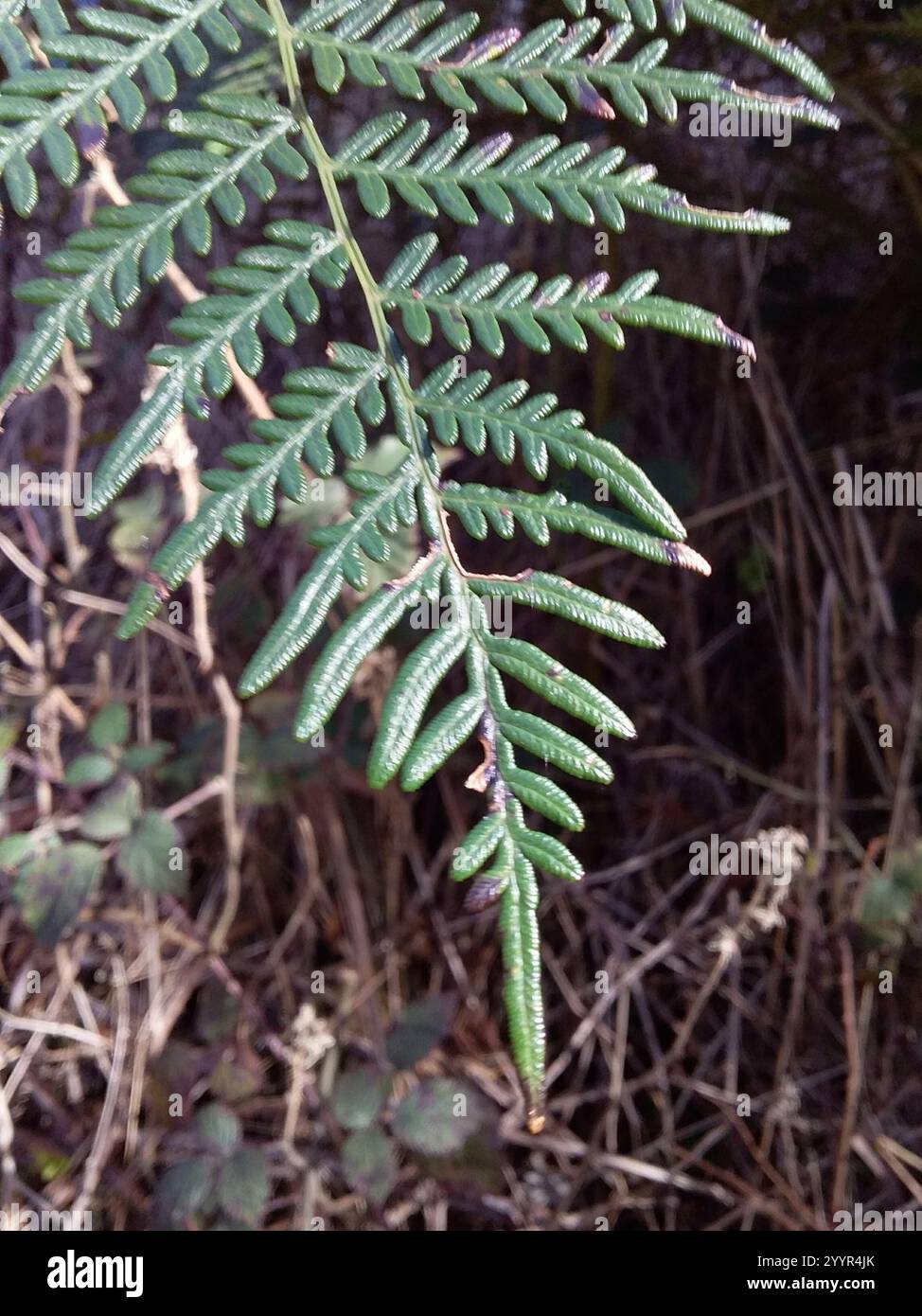 Austral Bracken (Pteridium esculentum) Stockfoto