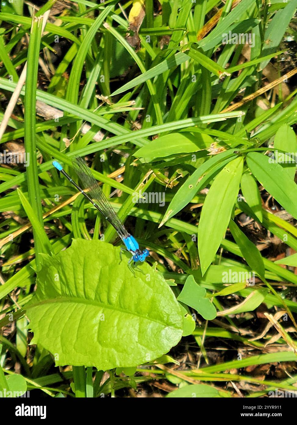 Blue-Front-Tänzer (Argia apicalis) Stockfoto