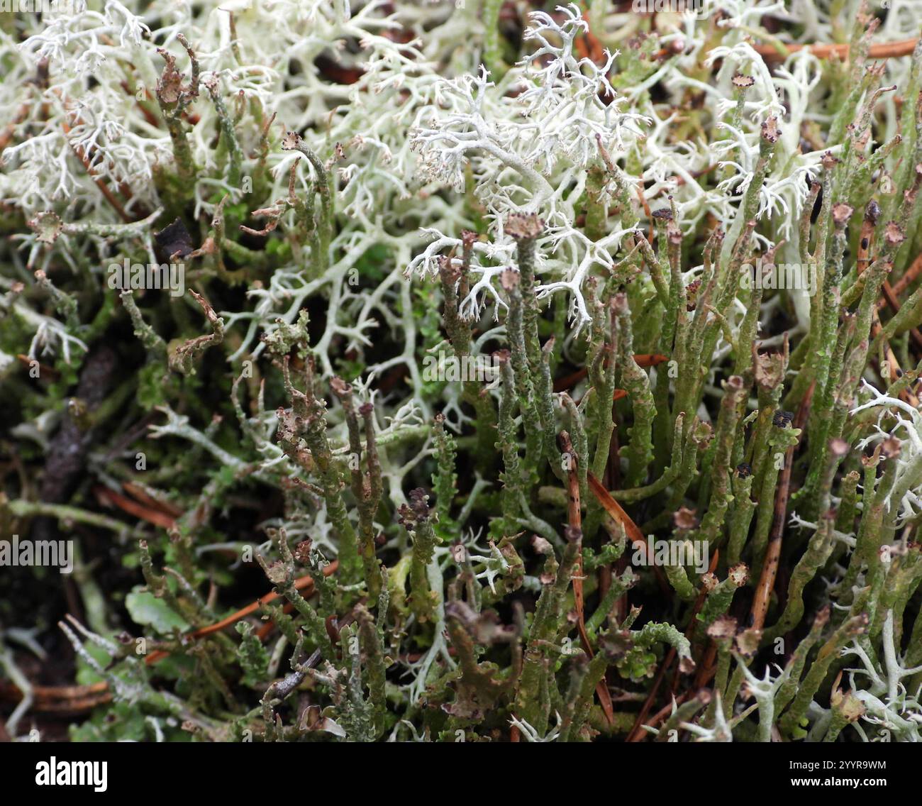 Smooth Pixie Flechte (Cladonia gracilis gracilis) Stockfoto