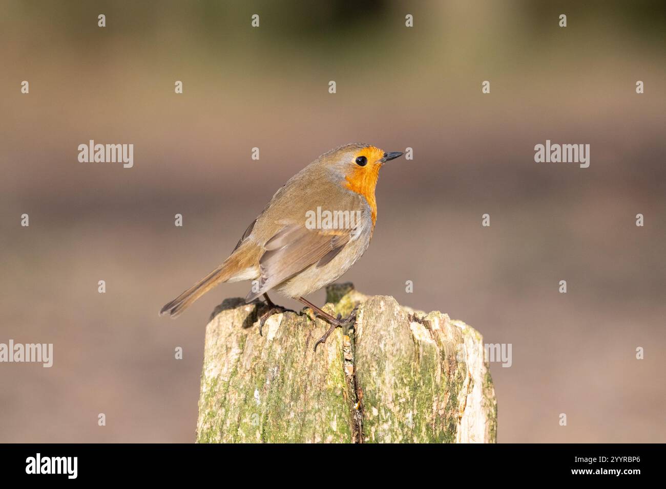 Robin (Erithacus rubecula), im Winter im Wald auf einem alten Zaunstumpf fotografiert Stockfoto