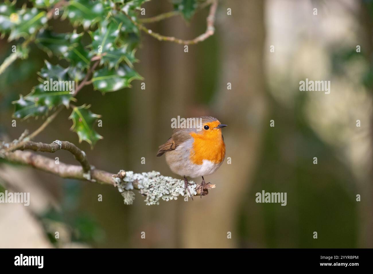 Robin (Erithacus rubecula), fotografiert im Winter im Wald Stockfoto