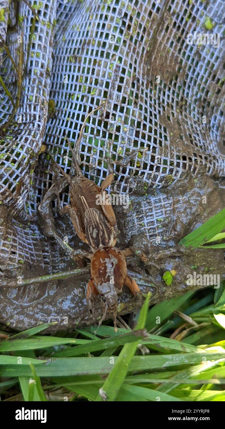 Maulwurf-Kricket (Neocurtilla hexadactyla) Stockfoto