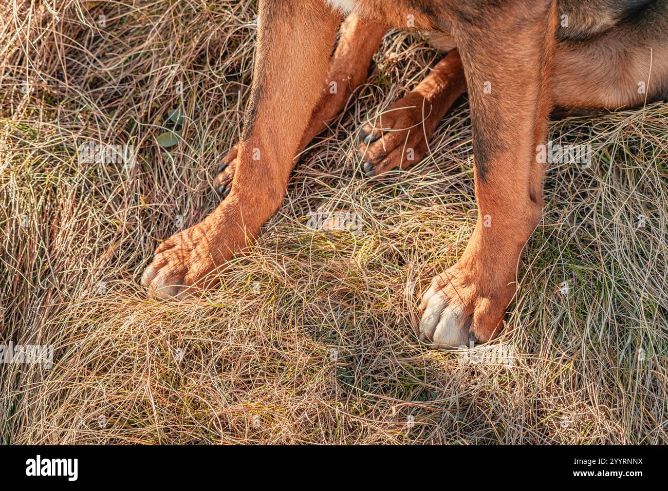 Nahaufnahme der Pfoten eines größeren Schweizer Sennenhunds, der auf trockenem Gras auf einem Feld ruht Stockfoto