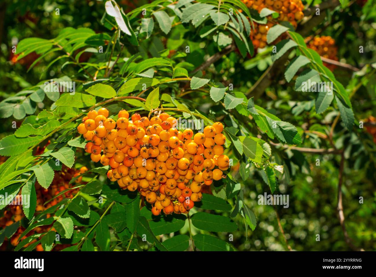 An einem sonnigen Sommertag wachsen leuchtende orange Eschenbeeren in Gruppen zwischen üppig grünen Blättern. Die satten Farben deuten auf eine gesunde und blühende Stockfoto