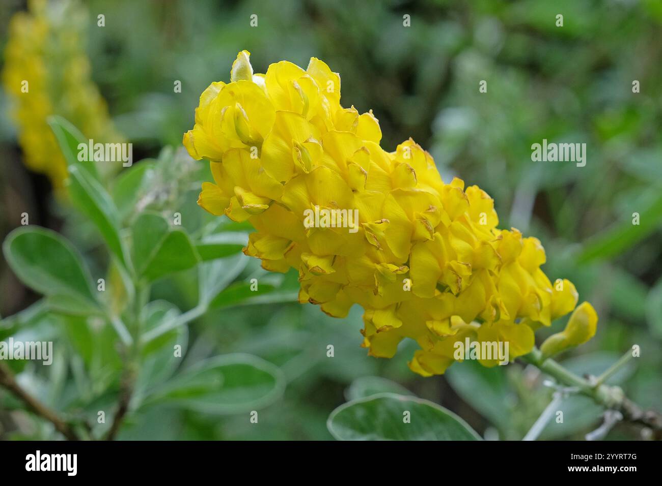 Gelber Argyrocytisus battandieri, Ananasbesen oder marokkanischer Besen in Blüte. Stockfoto