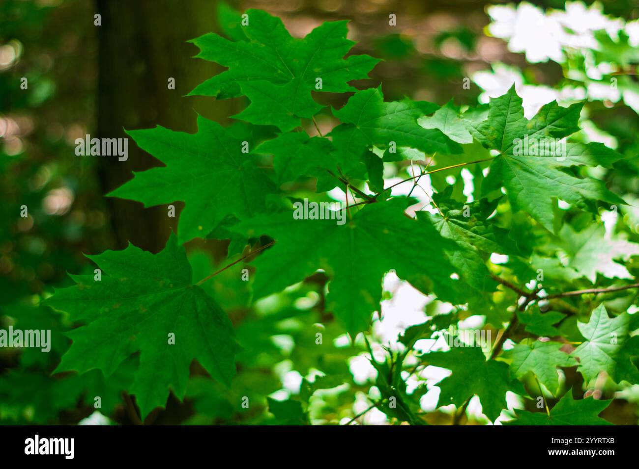Hellgrüne Ahornblätter glitzern unter dem warmen Sonnenlicht in einem üppigen Wald. Das lebhafte Laub schafft eine ruhige Atmosphäre zwischen den Bäumen, Highlight Stockfoto