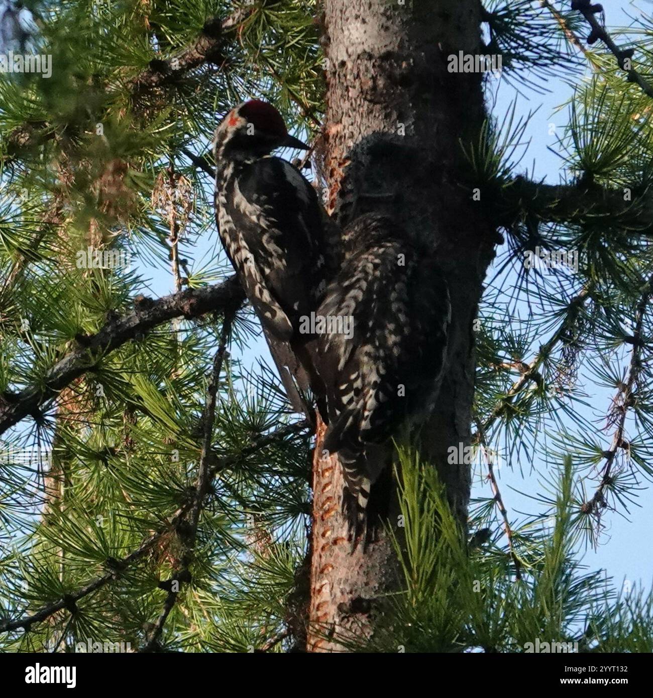 Rotnapter Sapsucker (Sphyrapicus nuchalis) Stockfoto