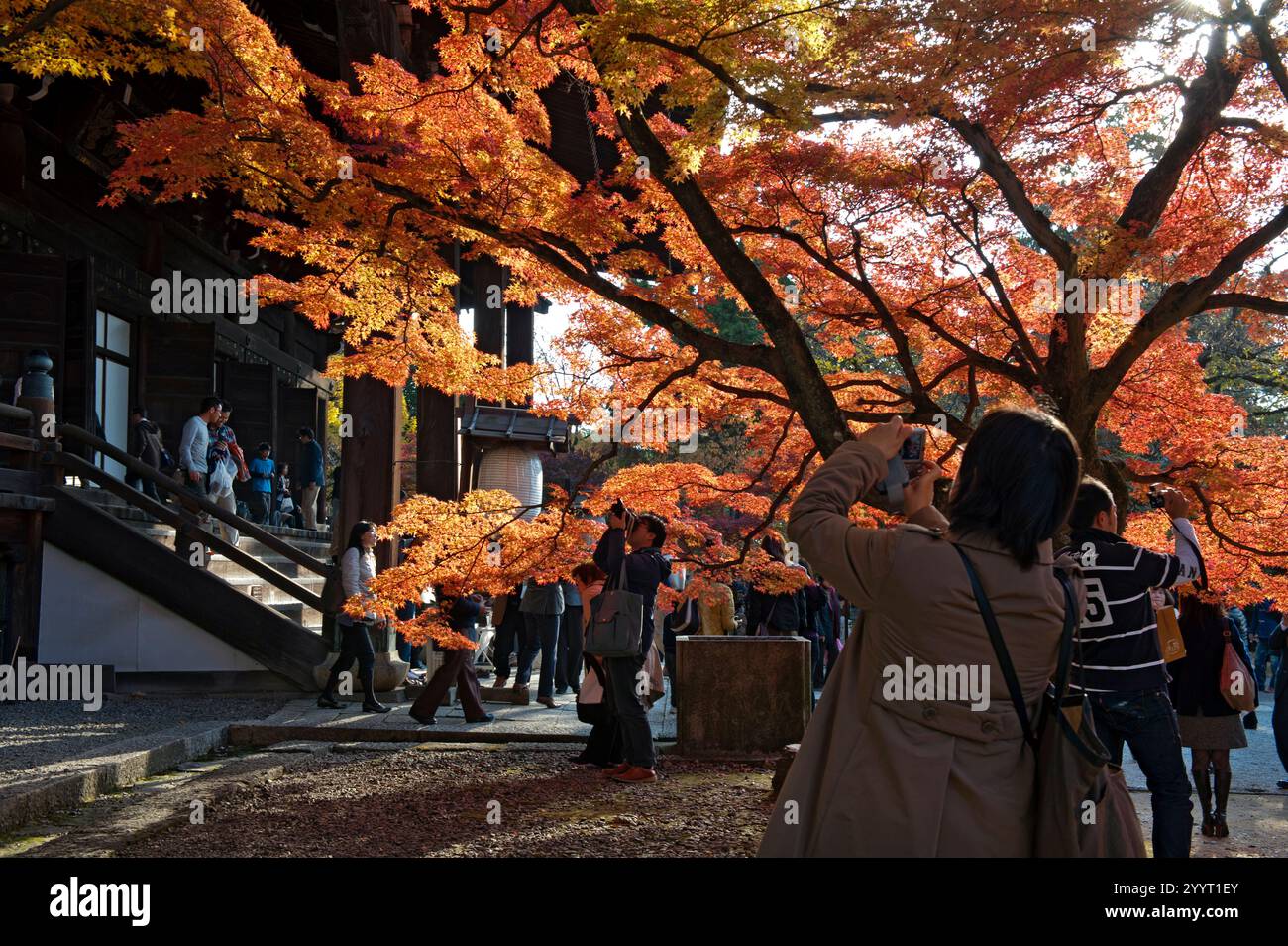 Besucher des Shinnyodo-Tempels in Kyoto genießen die Herbstfarben der roten Momiji-Ahornbäume an einem sonnigen Herbstnachmittag. Stockfoto