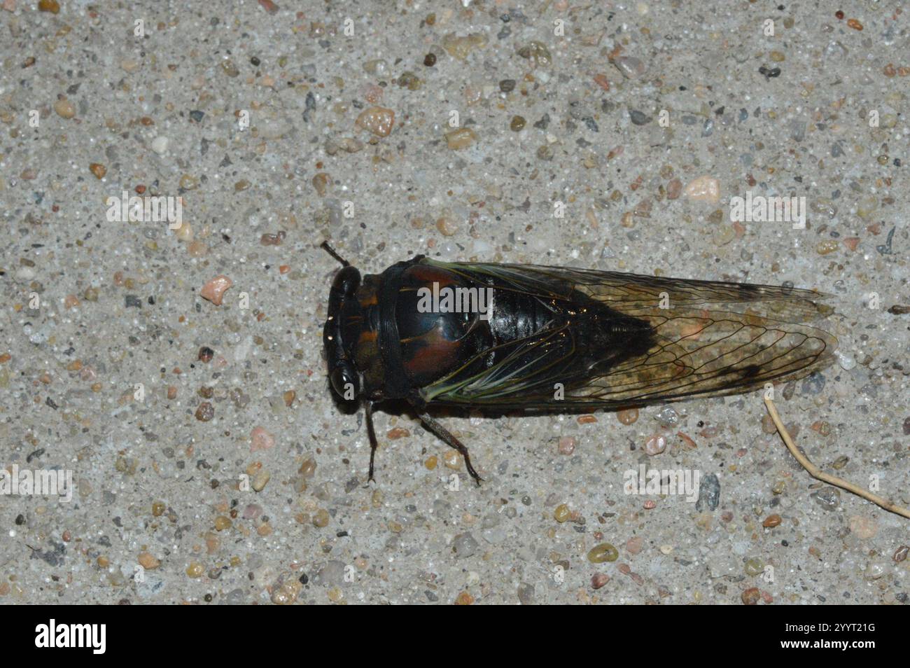 Lyrik Cicada (Neotibicen lyricen) Stockfoto