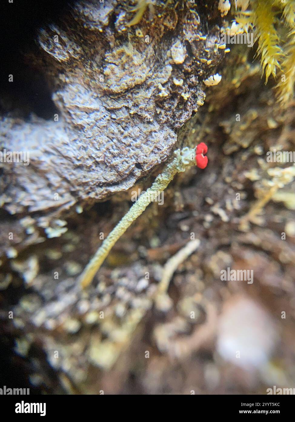 Lippenstift Powderhorn (Cladonia macilenta) Stockfoto