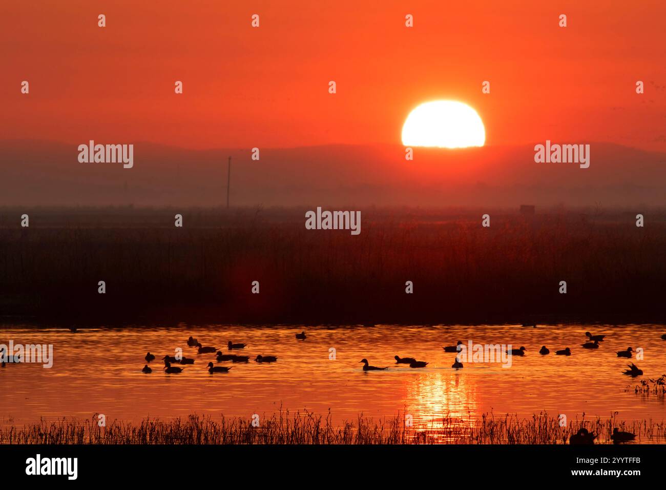 Marsh Sunrise, Llano Seco Unit, Steve Thompson North Central Valley Wildlife Management Area, Kalifornien Stockfoto