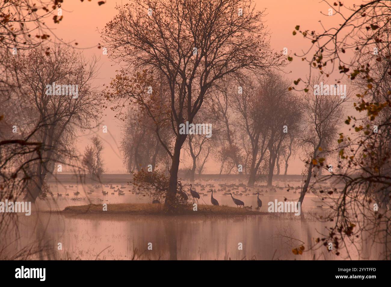 Sandhill Cranes (Grus canadensis) in Marsh, Llano Seco Unit, Steve Thompson North Central Valley Wildlife Management Area, Kalifornien Stockfoto
