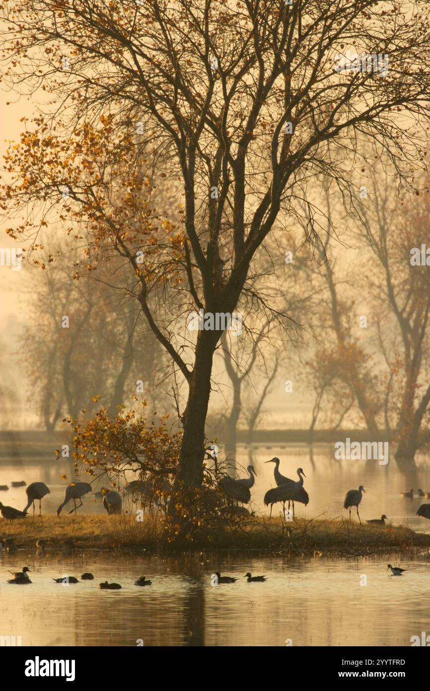 Sandhill Cranes (Grus canadensis) in Marsh, Llano Seco Unit, Steve Thompson North Central Valley Wildlife Management Area, Kalifornien Stockfoto