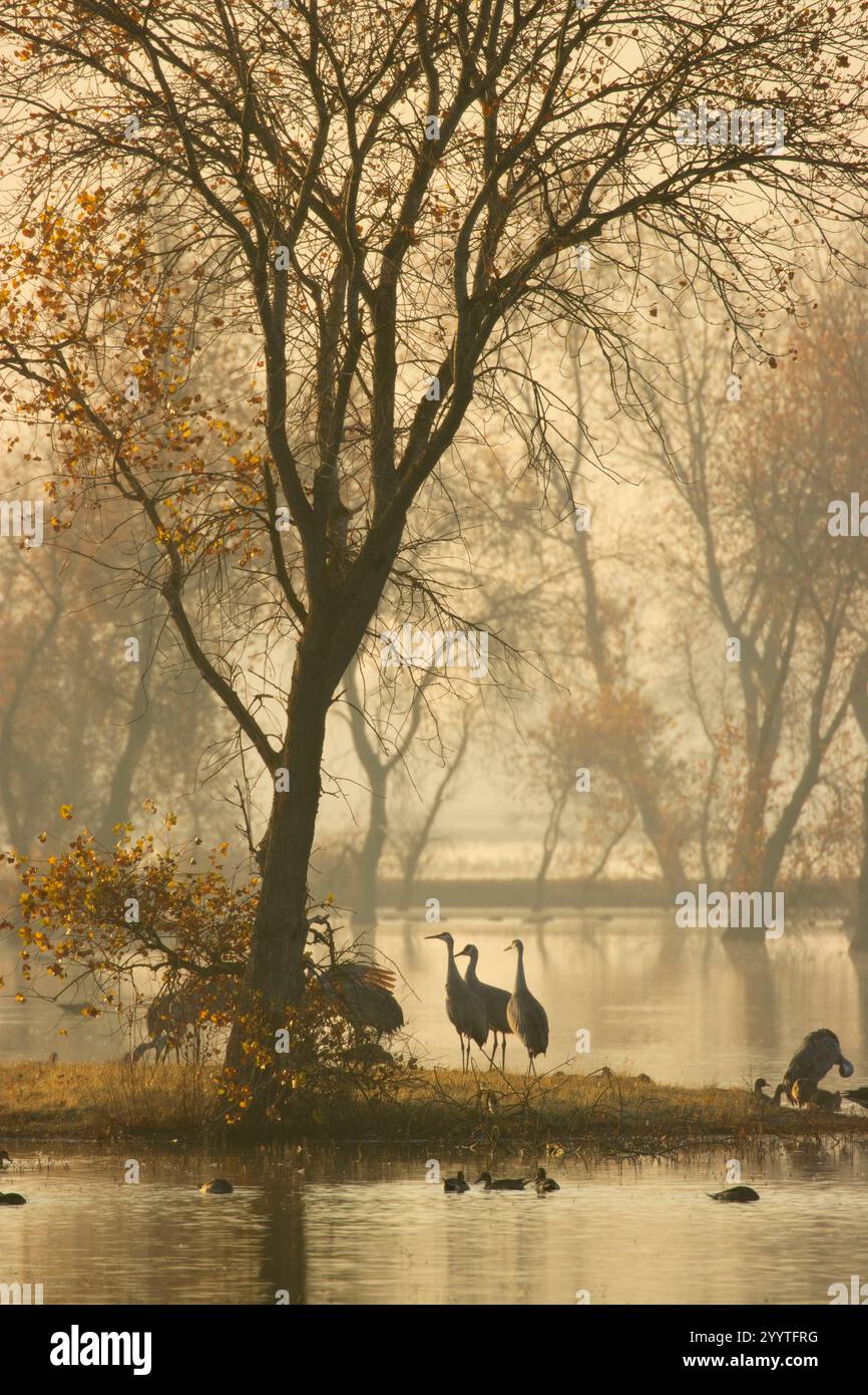 Sandhill Cranes (Grus canadensis) in Marsh, Llano Seco Unit, Steve Thompson North Central Valley Wildlife Management Area, Kalifornien Stockfoto