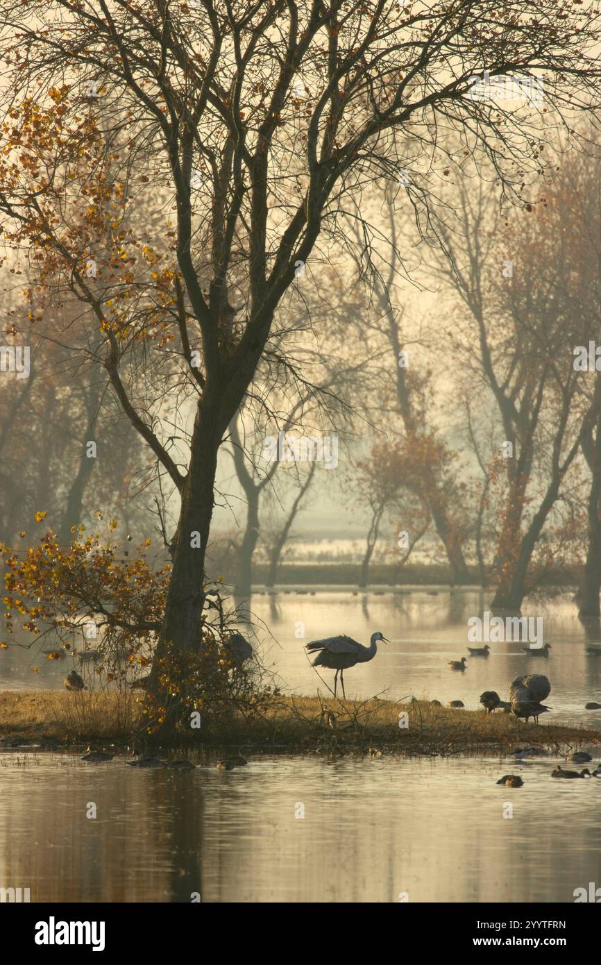 Sandhill Cranes (Grus canadensis) in Marsh, Llano Seco Unit, Steve Thompson North Central Valley Wildlife Management Area, Kalifornien Stockfoto