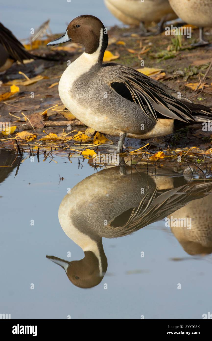 Northern Pintail (Anas acuta), Llano Seco Unit, Steve Thompson North Central Valley Wildlife Management Area, Kalifornien Stockfoto