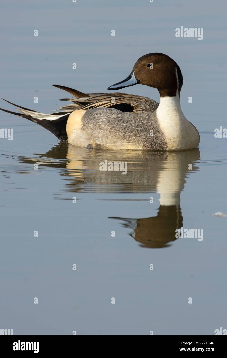 Northern Pintail (Anas acuta), Llano Seco Unit, Steve Thompson North Central Valley Wildlife Management Area, Kalifornien Stockfoto