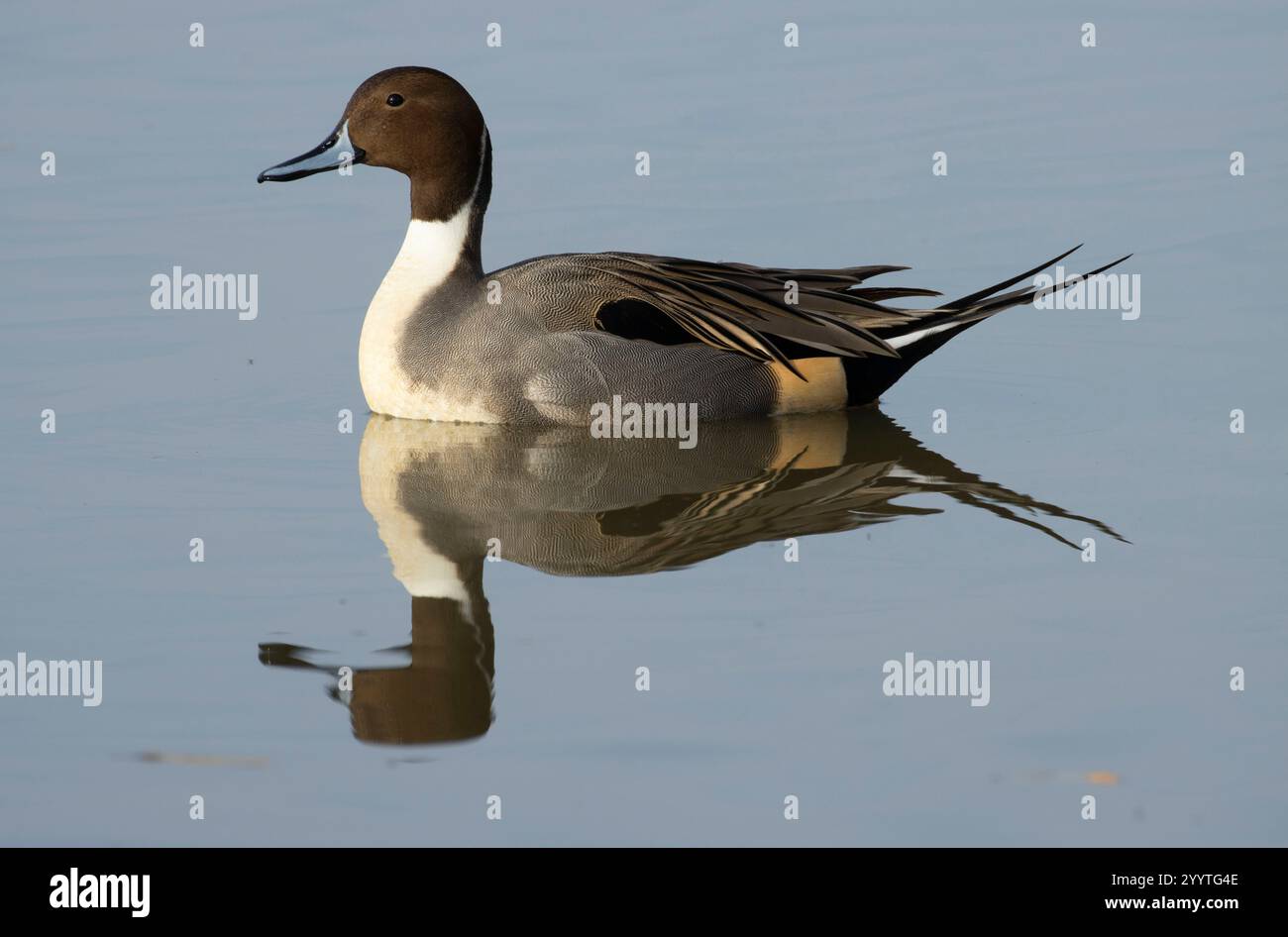 Northern Pintail (Anas acuta), Llano Seco Unit, Steve Thompson North Central Valley Wildlife Management Area, Kalifornien Stockfoto