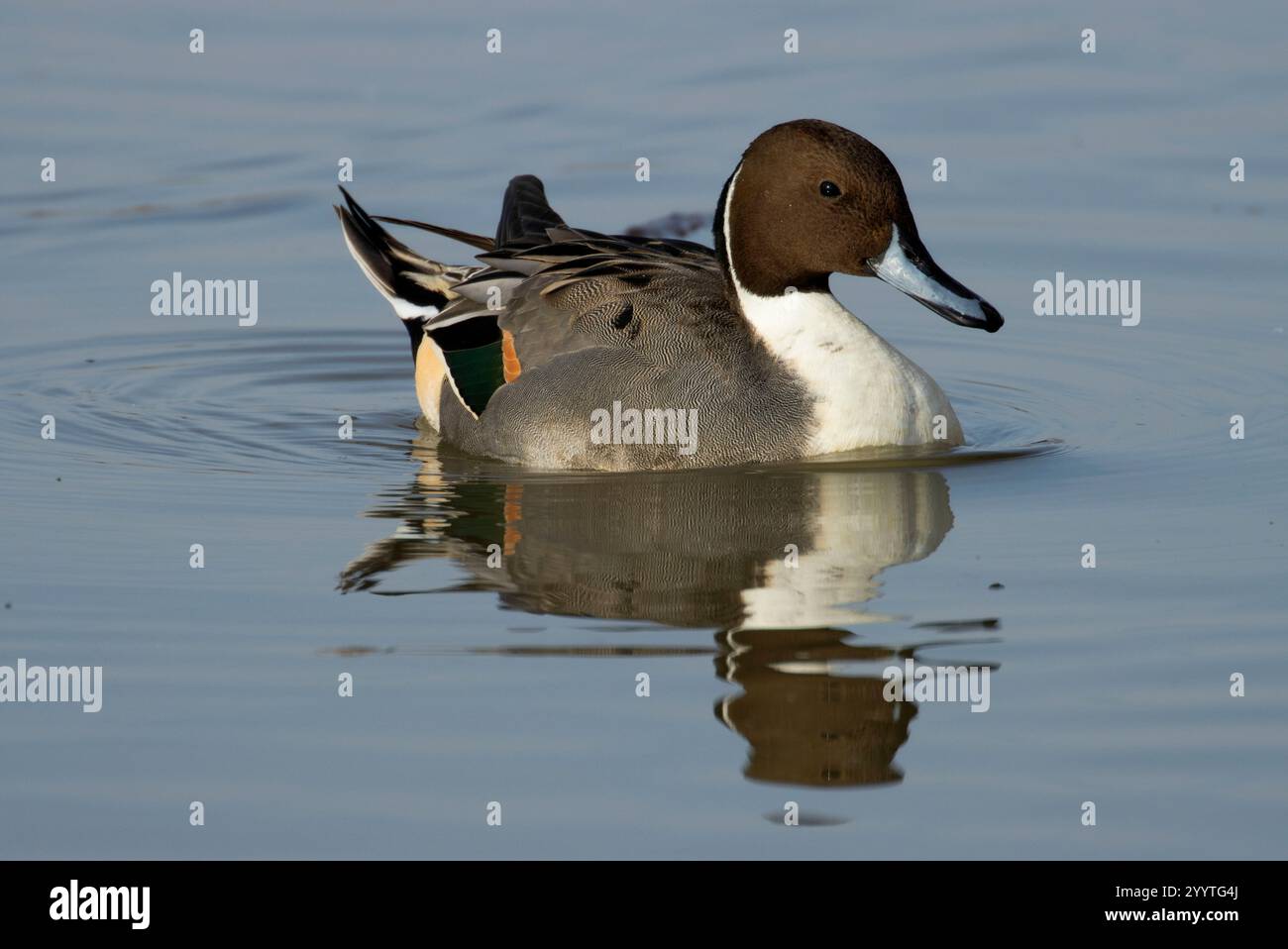 Northern Pintail (Anas acuta), Llano Seco Unit, Steve Thompson North Central Valley Wildlife Management Area, Kalifornien Stockfoto